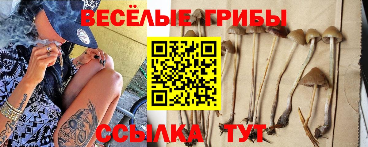 Псилоцибиновые грибы Psilocybine cubensis Камышин